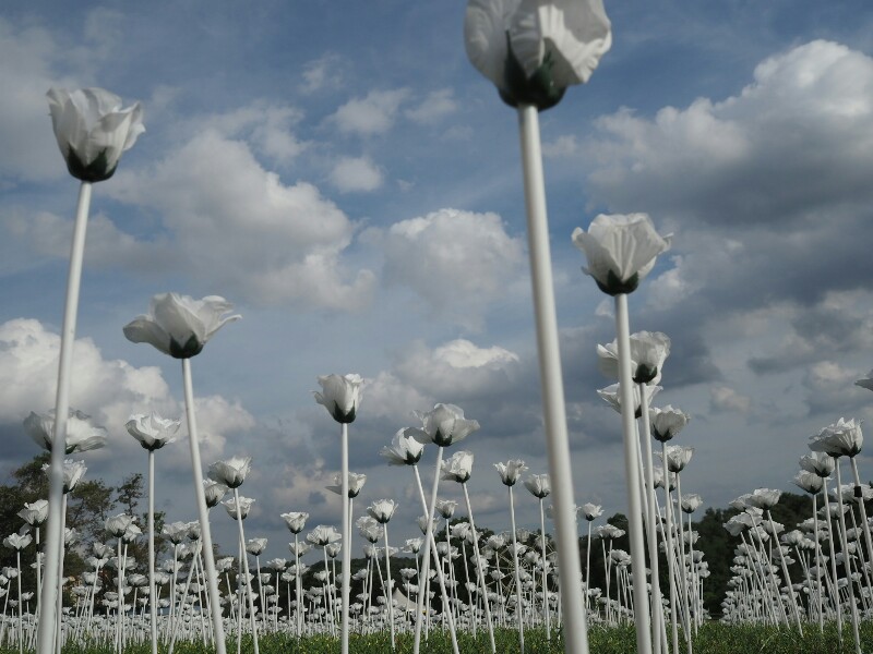 oa000037-800x600.jpg